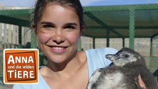 Praktikum bei den Pinguinen | Reportage für Kinder | Anna und die wilden Tiere