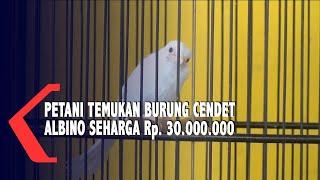 Petani Temukan Burung Cendet Albino Seharga Rp. 30.000.000