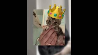 Dog or Cat??! #fypシ゚viral #smooth #tyladance #cat #dog #edit #funny #cringe #viralvideo