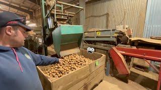 Grading Potatoes and VLOG