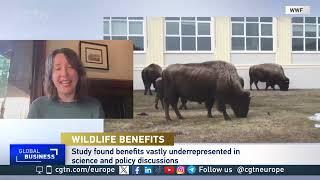 Why is the World Wildlife Fund warning humanity could be at risk of losing "invisible" benefits of