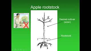 Schoharie Otsego Pruning Workshop