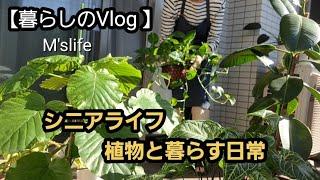 【暮らしのVlog】シニアライフ/観葉植物/日々の暮らし