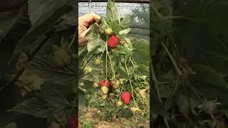 Малина "Вайолет" #strawberry #малина #garden #малина #малина2 #fruit #малина2 #малинуа #berries