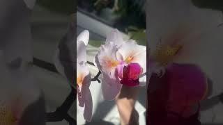 #orchid #орхидеякорень #цветы #сортовыеорхидеи #орхидеи #flowers #butterfly #plants #обзорорхидей