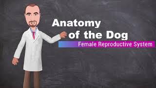 Anatomy of the Canine Female Reproductive System