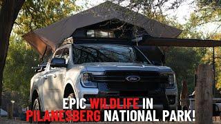 Epic Camping Adventure in the Pilanesberg National Park. Scenic Trails & Amazing wildlife!!