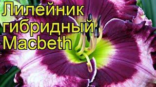 Лилейник гибридный Макбет. Краткий обзор, описание характеристик hemerocallis Macbeth