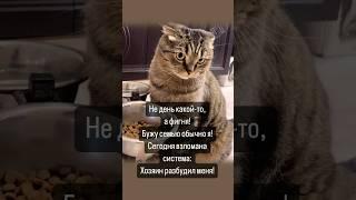 #юмор #пишустихи #кот #cat