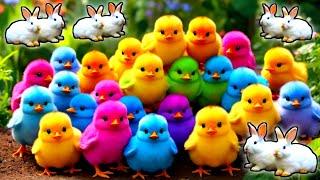 Cute Animals, Rainbow Chicken, Duck, Rabbit, Cow, Fish, Lion, Elephant, Turtle, Dog, Cat, Tiger