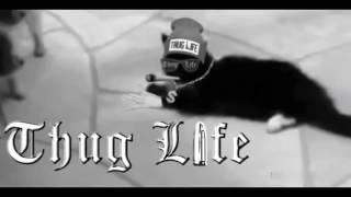 Ultimate Cats Thug Life Compilation - Best Thug Life