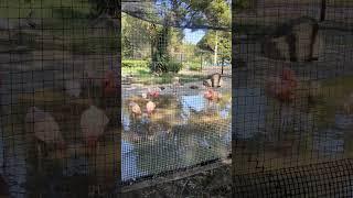 千葉動物園さんのフラミンゴ　Flamingo