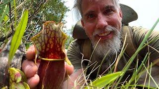 Carnivorous Plants of the NJ Pinelands | Webb's Mill Bog & Batsto Village to Tom's Pond Trail | ASMR
