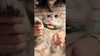 #shorts #How cute cat is dancing to the music: #Beautiful cat dance#cute #kitten #funny 