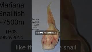 4 quick facts about Mariana Trench  before you scroll away!! #shorts #earth #ocean