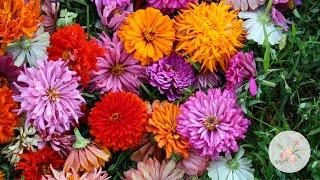 In the Garden: Deadheading Spent Zinnia Blooms - Ornamental Cut Flower Gardening