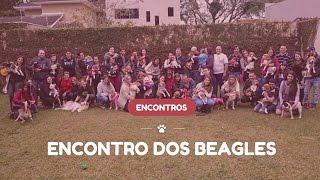 4º Encontro dos Beagles de Curitiba - Novembro 2016 - Organização Meu AUmigo Cão