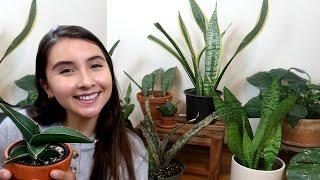 Popular Sansevieria Snake Plant Types For Your Houseplant Collection