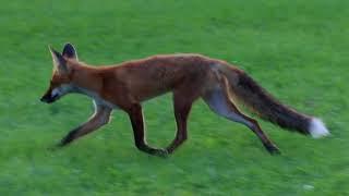 Fox Trot