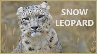 Snow leopard roar - the rarest of Himalayan animals. Mysterious sounds of a snow leopard.