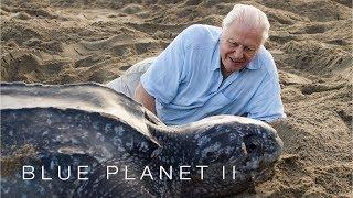 Protecting leatherback turtles - Blue Planet II: Episode 7 Preview - BBC