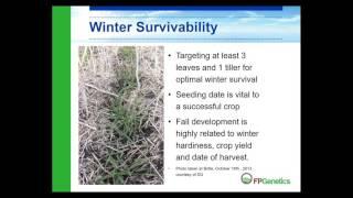 FP Genetics Hybrid Fall Rye Production Tips