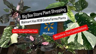 Big Box Store Plant Shopping New Costa Farms Plants for 2025 Walmart Has Monstera Thai Constellation