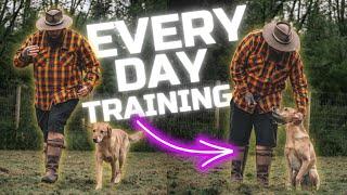 3 Dog Training Tips You Should Do Every Day With Your Dog