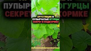 Хрустящие и пупырчатые огурцы секрет в подкормке #огород #секреты #дача #сад #урожай #удобрение