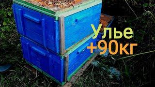 Кассетно-корпусное улье с 2 семьями даёт до 90 кг  мёда.