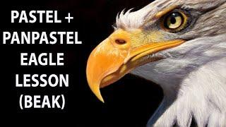 Mastering Eagle Portraits With Pastel Pencils - Beginner's Guide | JasonMorgan.co.uk