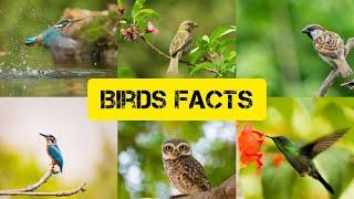 Facts about Birds in English | Birds | ARChannel360 #facts #fact #birds #birdsfacts #birdfact #bird