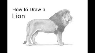 How to Draw a Lion