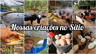 aqui no sítio criamos de tudo- galinhas, peixes,porcos e bovinos//SÍTIO SUSTENTÁVEL- dia a dia rural