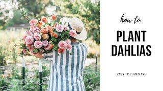 How to plant dahlias  (...we got them in late this year!)