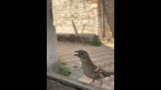 Sparrows on window
