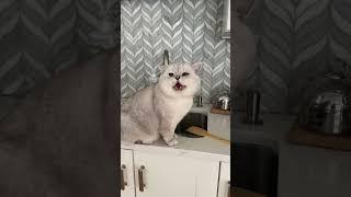 British cat brings his girlfriend on a table! Guilty kitty!