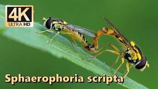 Long hoverfly (Sphaerophoria scripta)