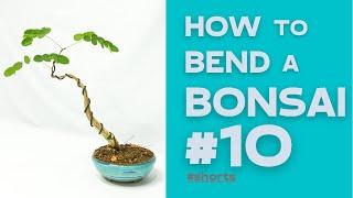 How to bend a Bonsai #10 - Delonix Pumila | Bonsaifly #shorts