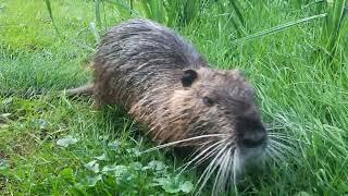 Nutria (keine Bisamratten) angefüttert. Lasst so was, das bringt Probleme