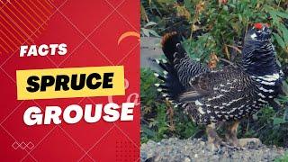 spruce grouse facts