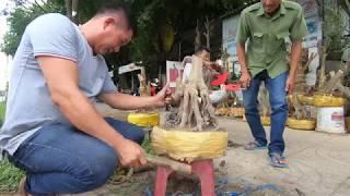 bonsai can tho | cắt sửa phôi mai đẹp | bonsai Can Tho