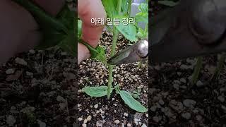 바질 풍성하게 키우는 4가지 방법 #바질순자르기