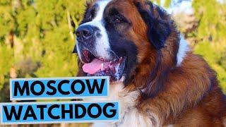 Moscow Watchdog Dog Breed - Facts and Information