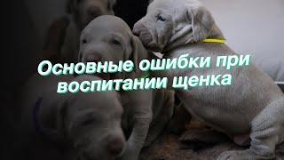 Основные ошибки при воспитании щенка