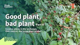 Some invasive plants in Illinois and their management | #GoodGrowing