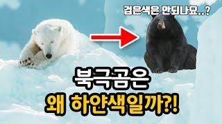 북극곰은 왜 하얀색일까? 북극곰이 검은색이 된다면..!! [최재천의 아마존]