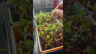 Microgreens Update. #microgreens #urbanfarming