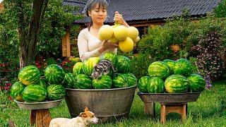 Harvest Melon Goes To Market Sell - Weeding In Preparation For Harvest Rice | New Free Bushcraft