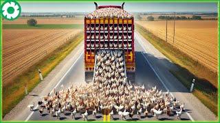 Transporting 11.1 M Chickens This Way - Biggest Heavy Equipment Machines | Agriculture Technology